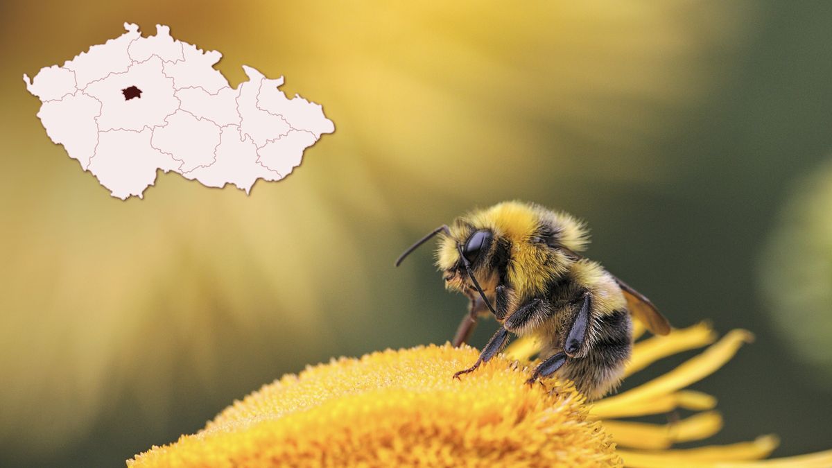 V Praze vzniknou nektarodárné biopásy. Mají do metropole vrátit hmyz